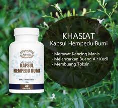 Petua ibu khasiat pokok hempedu bumi pengenalan nama. Hempedu Bumi Kencing Manis Posts Facebook