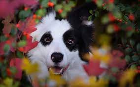 Download Wallpapers Border Collie Muzzle Pets Cute Animals Dogs Border Collie Dog Besthqwallpapers Com Border Collie Dog Border Collie Collie Dog