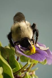 This Vibrating Bumblebee Unlocks A Flower S Hidden Treasure Video Bumble Bee Bee Keeping Bee