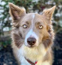 Check spelling or type a new query. Facts You Need To Know About The Border Collie Colors And Markings Bordercolliehealth