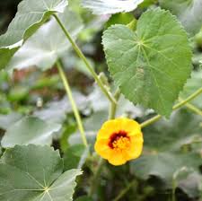 Image result for Abutilon hirtum