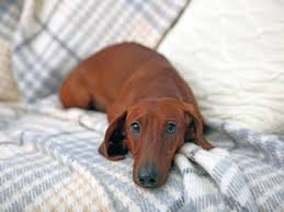 Only guaranteed quality, healthy puppies. How Common Are Seizures In Dachshunds
