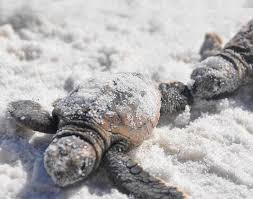 Jul 26, 2021 · there are over 200,000 species of australian animals. Santa Rosa Island Authority Help Sea Turtle Hatchlings Thrive On Pensacola Beach This Summer And Fall