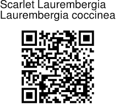 Image result for Laurembergia