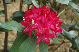 Nova Zembla Rhododendron Rhododendron Nova Zembla At Arbor Farms Nursery Plants Rhododendron Nova Zembla Partial Shade Plants