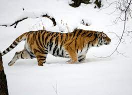 Siberian Tiger Facts | Amur Tigers | Endangered Animals