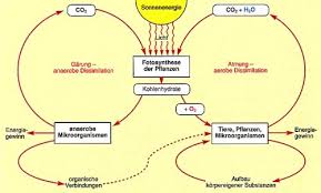 Check spelling or type a new query. Prof Blumes Medienangebot Katalysatoren Und Enzyme