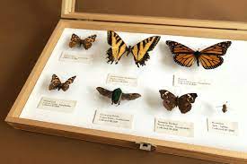 Check spelling or type a new query. How To Pin And Preserve Butterflies And Moths For Display Woodlark Blog Woodlark Blog