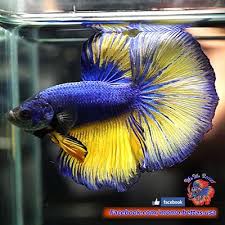 Live Betta Fish Male Blue Mustard Gas Halfmoon Hm 332 Seller Momo Miniatures In Usa April 2018 Betta Betta Fish Fish