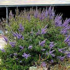Image result for Vitex