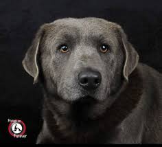 Peaceful Paws Mortuary & Crematory