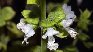 Image result for Ocimum basilicum
