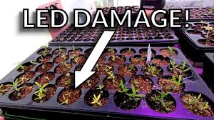 Raise the level of the lights as the seedlings grow. Led Light Damage Seedlings Youtube