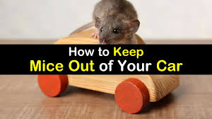 Maybe you would like to learn more about one of these? 7 Smart Simple Ways To Keep Mice Out Of Your Car