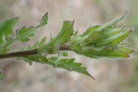 Image result for Pseudoconyza