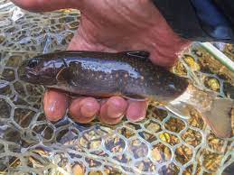 White Spotted Char | Iwana or Ame Masu | Tokyo Fly Fishing & Country Club |  東京フライフィッシング＆カントリークラブ