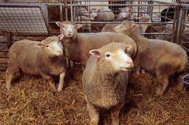 20 Years after Dolly the Sheep Led the Way&mdash;Where Is Cloning Now? -  Scientific American