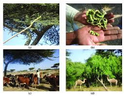 Boiling acacia seeds in water removes the cuticle and sometimes part of the pallisade layers of the seedcoat and can effectively break dormancy. A A Farmer Shaking Acacia Trees With A Hooked Long Stick To Drop Seed Download Scientific Diagram
