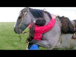 Animals Hugging Humans Animal Hugs People Videos Animal Hugs Human Compilation Youtube Animal Hugs Animals Funny Animal Videos