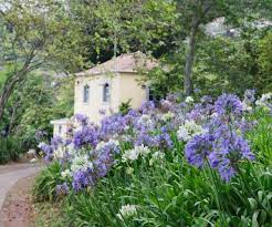 Agapanthus How To Grow And Care For In 2020 Agapanthus Agapanthus Garden Agapanthus Plant