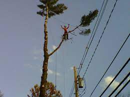 Menu & reservations make reservations. Limber Tree Services Inc Tree Service In West Hurley
