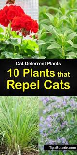 Cat Deterrent Plants 10 Plants That Repel Cats In 2020 Cat Plants Plants That Repel Cats Insect Repellent Plants