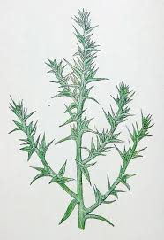 Image result for Salsola