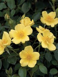 Baby Love Rose Beautiful Roses Types Of Roses Hgtv Garden