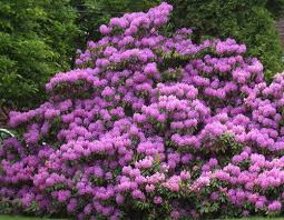 Rhododendrons Planted In Pennsylvania Landscapes Rhododendron Plant Rhododendron Flower Landscape