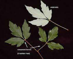 Paperbark maple is native to central china. Acer Griseum Landscape Plants Oregon State University