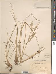Image result for Eragrostis gangetica