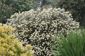 Image result for Phylica