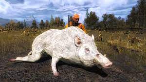 Thehunter Classic On Twitter Rare Of The Week Dilaj Dilaj Manged To Shoot This Albino Wild Boar With A Score Of 979 809 Congrats 500em Are Yours Albino Boars Seem To Be