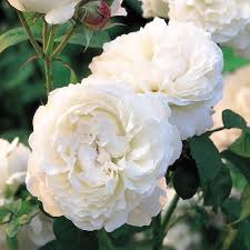 Winchester Cathedral David Austin Roses Winchester Cathedral Rose Austin Rose