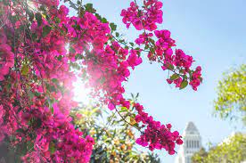 Check spelling or type a new query. Best Time To See Bougainvillea Bloom In Los Angeles 2021 Rove Me