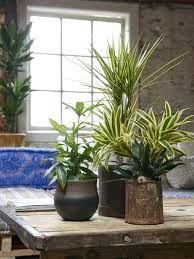 Check spelling or type a new query. Dracaena The Joy Of Plants