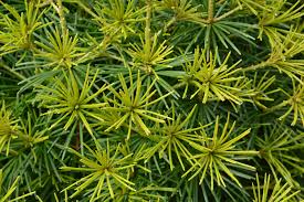 Image result for Guibourtia schliebenii