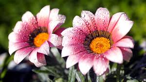 Flower desktop backgrounds 60 images. Free Download Random Lovely Flowers Wallpaper Desktop Background Full Screen 1600x900 For Your Desktop Mobile Tablet Explore 77 Flower Screen Backgrounds Flower Wallpaper For Computer Flower Pictures For Computer
