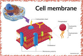 We did not find results for: Cell Membrane Definition Structure Function And Biology