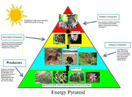 Pudacuo National Park Energy Pyramid Energy Pyramid Science Food Chains Energy