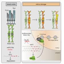 The word glia is derived from the greek word meaning glue, owing to their appearance of gluing together cells in the nervous system. The Mir 216a Dot1l Regulatory Axis Is Necessary And Sufficient For Muller Glia Reprogramming During Retina Regeneration Cell Reports X Mol