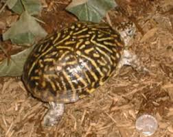 Is My Box Turtle Male Or Female Tips On How To Tell The Sex