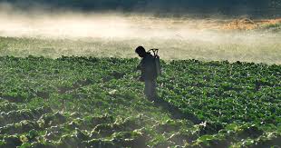 Check spelling or type a new query. Can Sustainable Agriculture Fix The Broken Food System