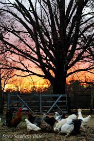 Sunset On The Farm Chickens Backyard Chickens Farm Life