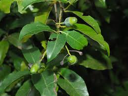 Image result for Ocotea