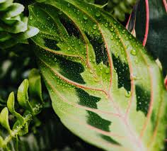 As for the remedy, you should water them after the soil has dried up. How To Revive A Prayer Plant Osera