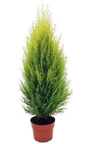 Discover more posts about ciprus. Lemon Scented Goldcrest Cypress Tree Cupressus Macrocarpa Gold Crest Makes An Excellent Indoor Or Outdoor Tree I Garden Shrubs Cypress Trees Lemon Cypress