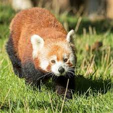 Douces et paisibles comme des peluches, ces. Panda Roux Zooparc De Beauval