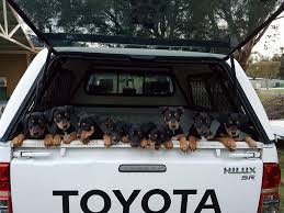 Most episode names have two words. Safe Perth Saving Perth Animals From Euthanasia Home Facebook