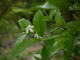 Image result for Gardenia resinifera